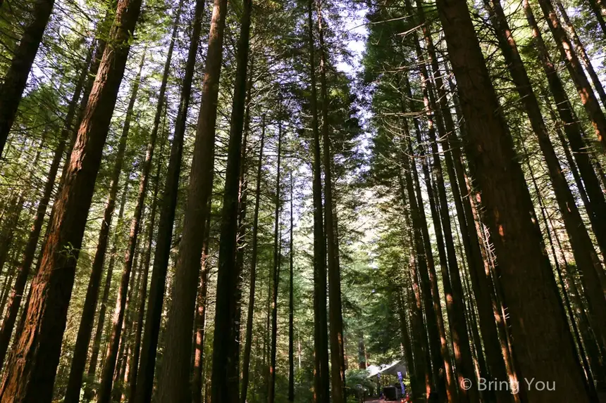 Redwoods Whakarewarewa Forest
