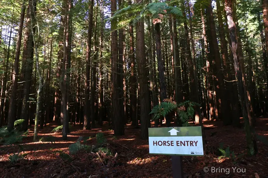 Redwoods Whakarewarewa Forest
