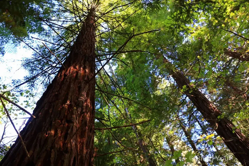 Redwoods Whakarewarewa Forest