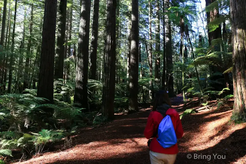 Redwoods Whakarewarewa Forest