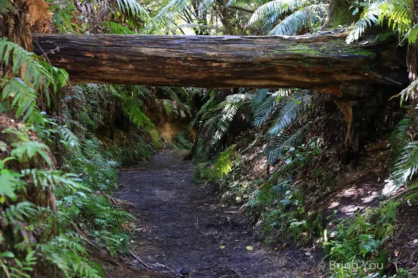 Redwoods Whakarewarewa Forest
