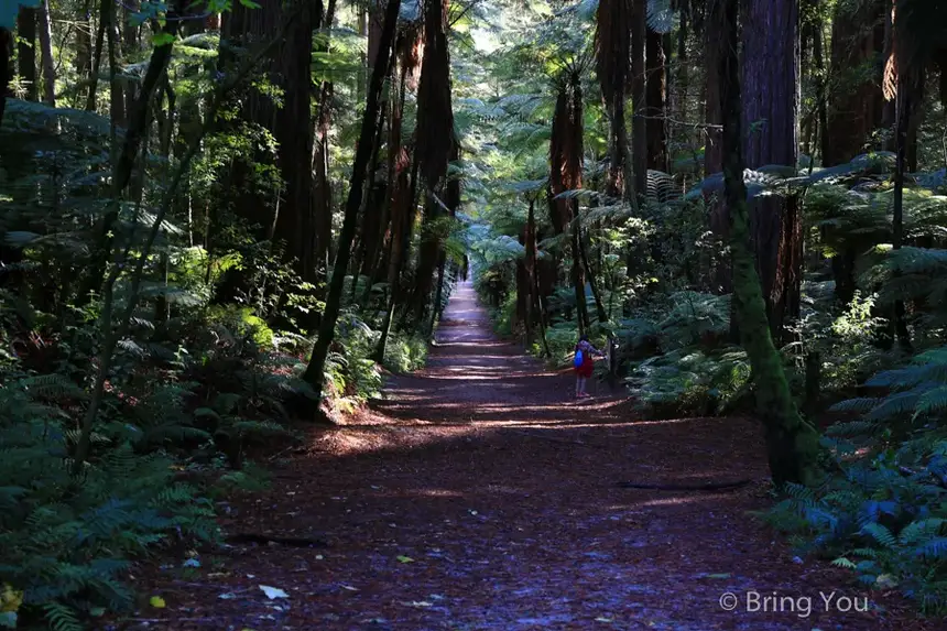 Redwoods Whakarewarewa Forest