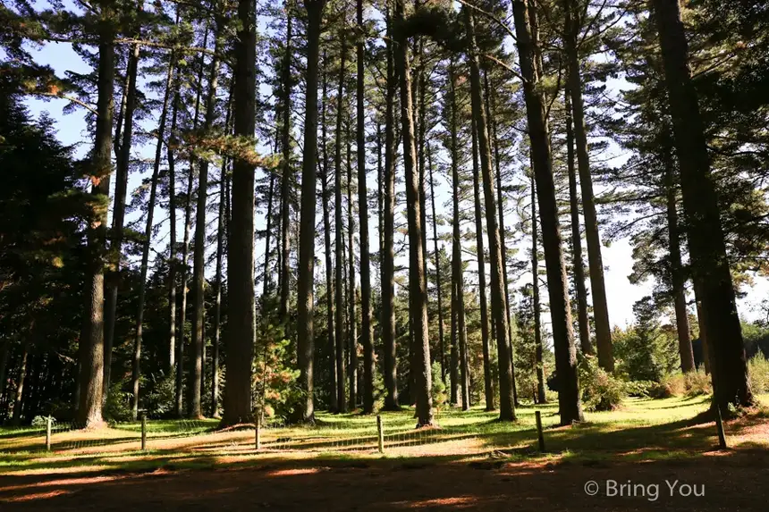 Redwoods Whakarewarewa Forest
