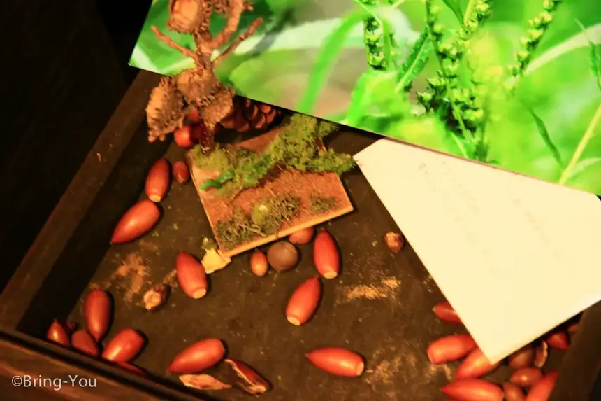 穿越龍貓森林,尋找記憶中的豆豆龍