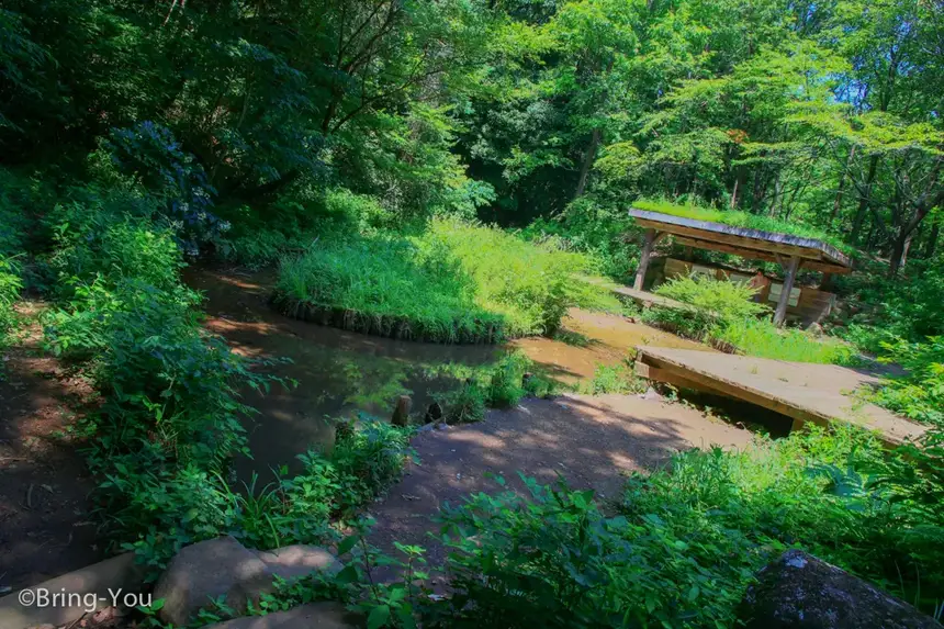 龍貓森林-15